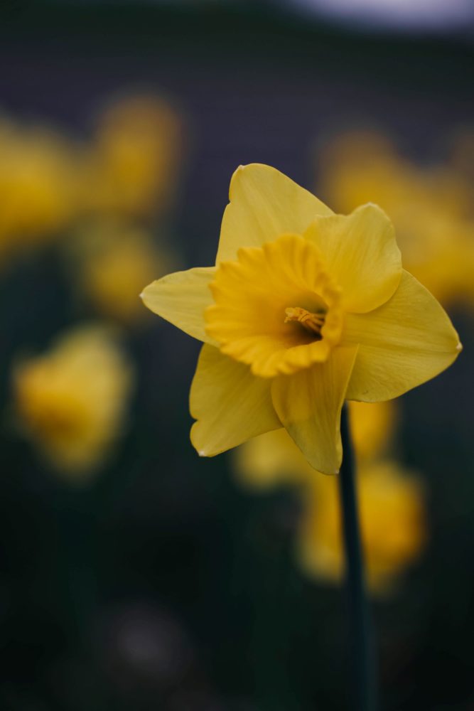 Canon R8, ISO-400, 92mm, f/2.8, 1/250 s., zdjęcie obrobione