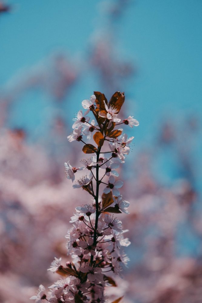 Canon R8, ISO-100, 105mm, f/2.8, 1/1600 s., zdjęcie obrobione