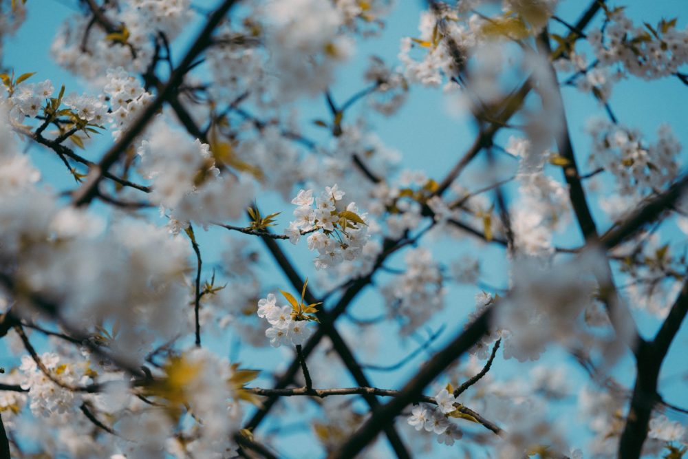 Canon R8, ISO-100, 99mm, f/2.8, 1/640 s., zdjęcie obrobione