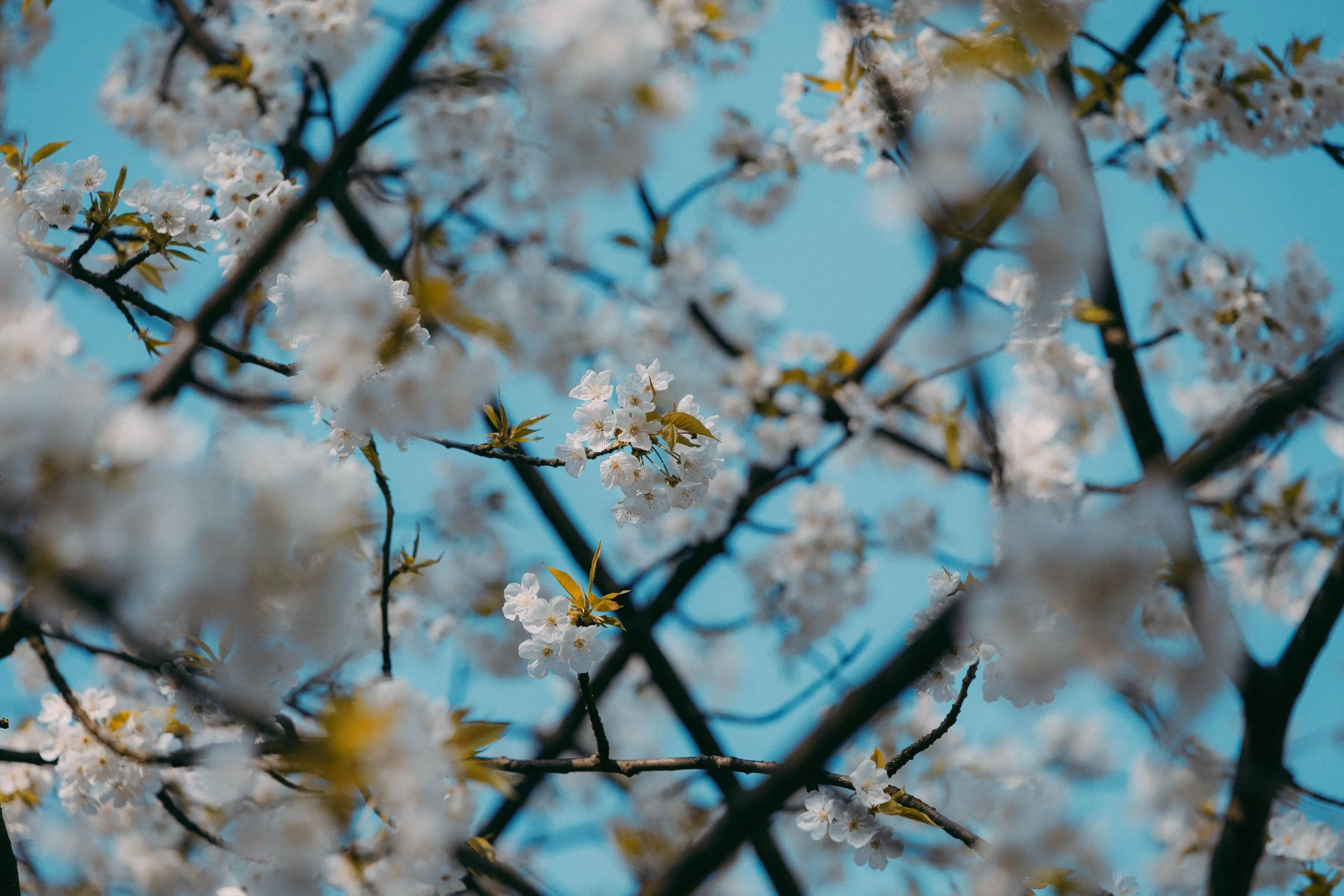 Canon R8, ISO-100, 99mm, f/2.8, 1/640 s., zdjęcie obrobione