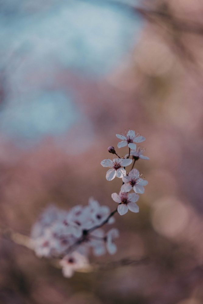 Canon R8, ISO-100, 105mm, f/2.8, 1/320 s., zdjęcie obrobione