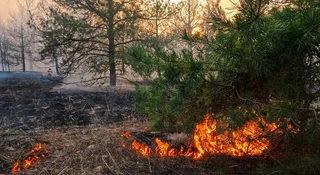 Gasili pożar w polskim parku narodowym przez 11 dni i pokazali skalę zniszczeń. Płakać się chce
