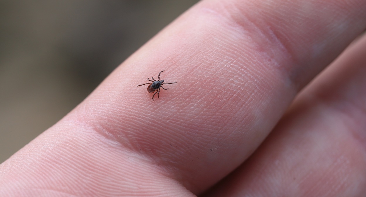Miasta coraz bardziej dziczeją. Nawet kleszcze są w nich zagrożeniem
