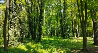 Mówią, że to jak wycięcie puszczy amazońskiej. W polskim mieście walczą o las
