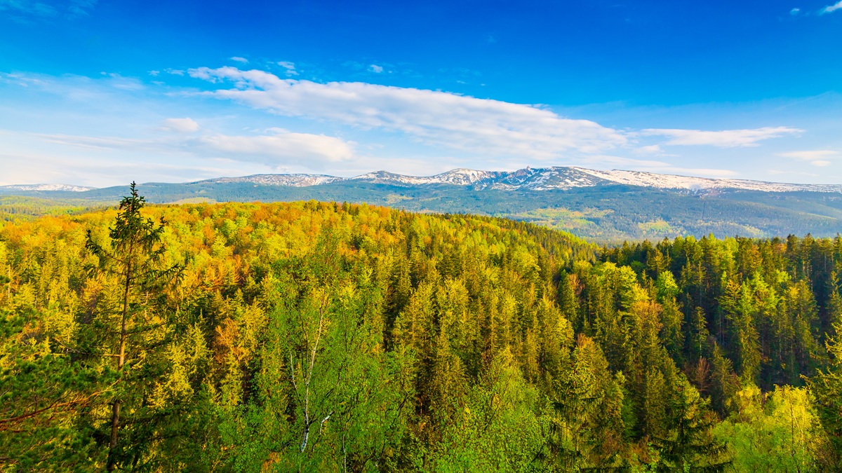 lasy państwowe walczą ze skutkami zmian klimatu