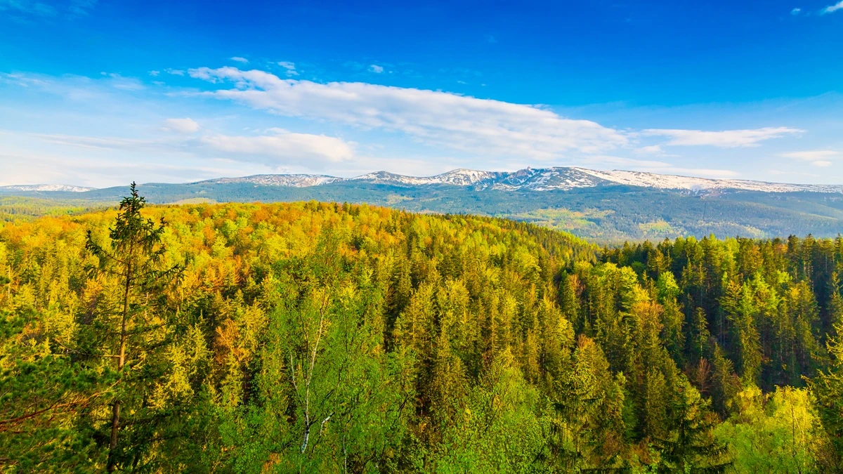 lasy państwowe walczą ze skutkami zmian klimatu