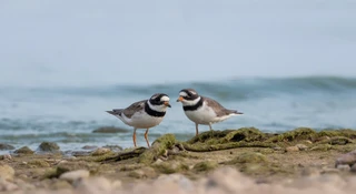dziwne kosze na plaży
