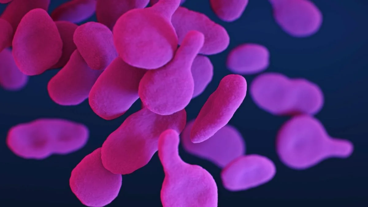 Naukowcy odkryli nieznaną organellę. Hemifusom może zmienić biologię komórki
