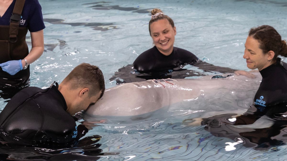 Przełom w opiece nad morskimi ssakami. Beluga z Chicago przeszła niecodzienną operację