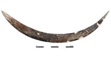 Archeologiczna sensacja w Polsce. Odkryto najstarszy w Europie bumerang