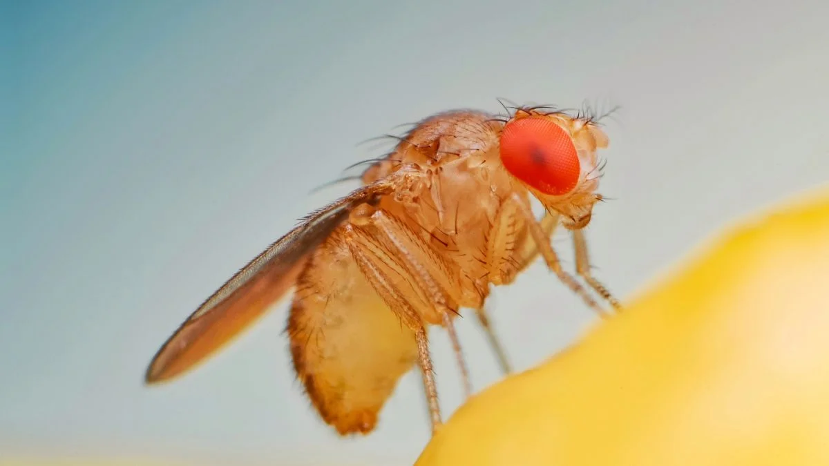 Naukowcy zdziwieni. Grzyb Entomophthora muscae zabija muchy zawsze o zachodzie słońca