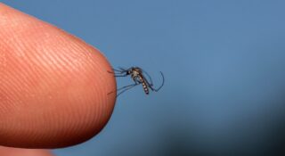 elektroniczne metody zwalczania komarów