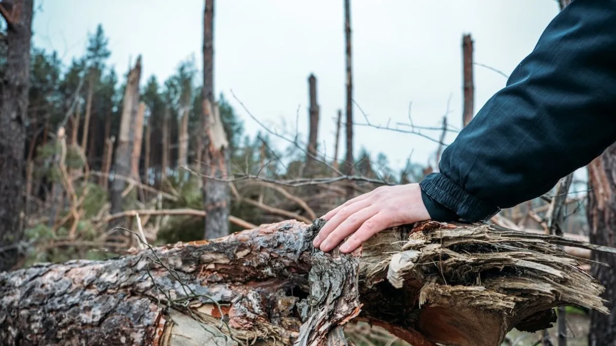 Pioruny zabijają miliony drzew, uwalniając 1,09 mld ton CO2 rocznie
