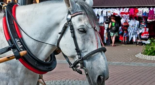 Żądają robo-kunia na Krupówkach.  Górale chcą szokować turystów