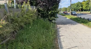 Trawniki bez nożyc? Naukowcy pokazują lepsze wyjście