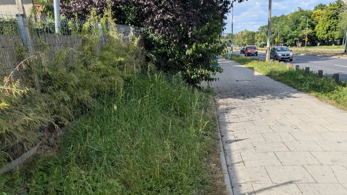 Trawniki bez nożyc? Naukowcy pokazują lepsze wyjście