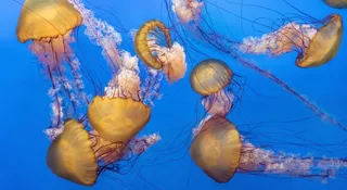 Meduzy wyłączyły francuską elektrownię jądrową. Natura pokazuje siłę