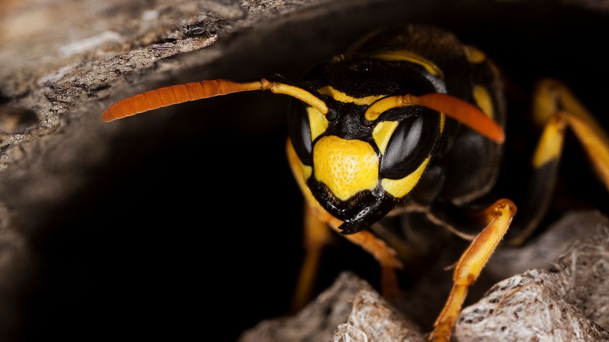 Radioaktywne gniazdo os. Znaleziono je w bazie atomowej