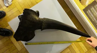 Nastolatek znalazł w Wiśle czaszkę żubra stepowego. To cenne znalezisko z epoki lodowcowej