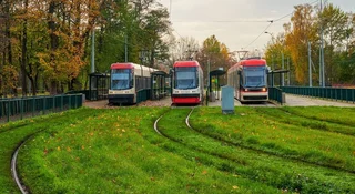 zielen w miescie