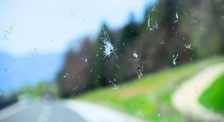 Owad na szybie? Dla naukowców to skarb!