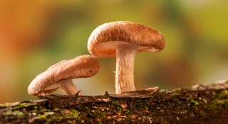 Grzybowa rewolucja. Shiitake zastępuje układy krzemowe