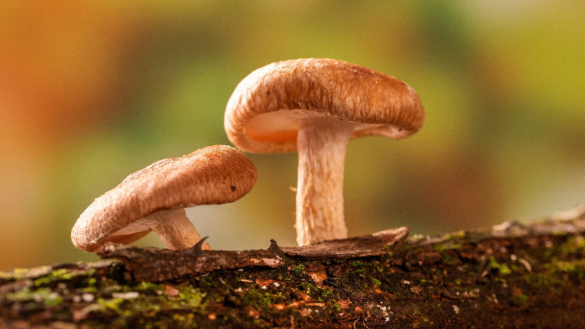 Grzybowa rewolucja. Shiitake zastępuje układy krzemowe