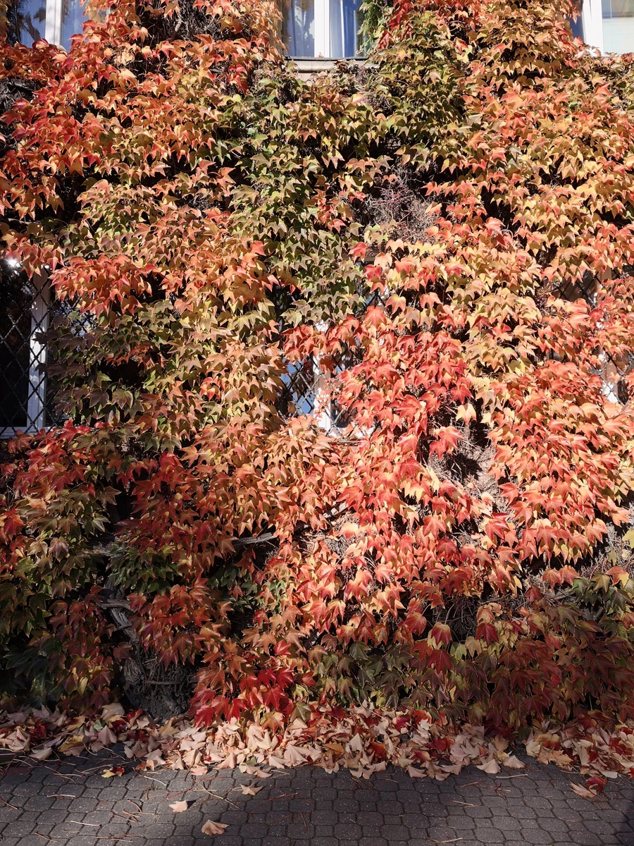 Zdjęcie wykonane za pomocą Realme GT 8 Pro