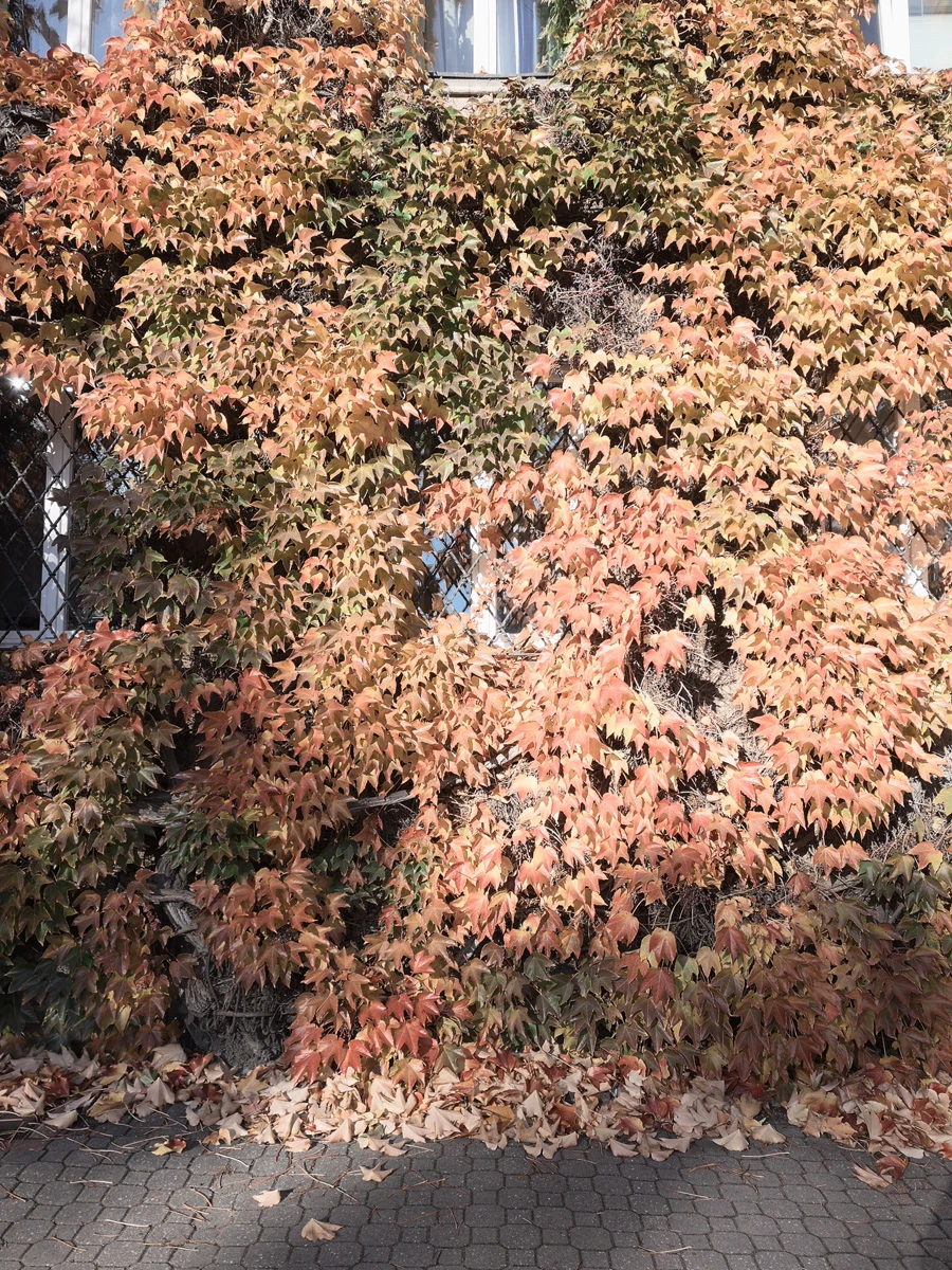 Zdjęcie wykonane za pomocą Realme GT 8 Pro