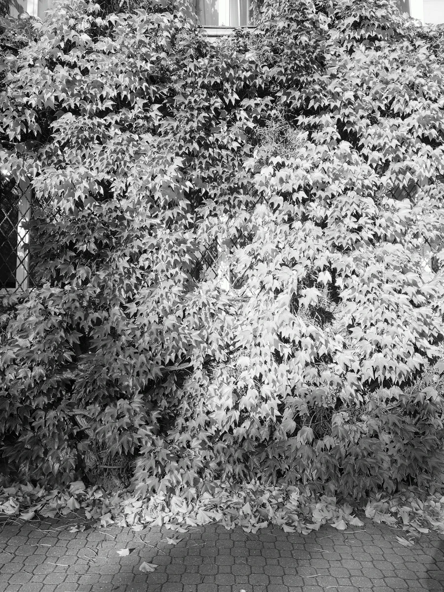 Zdjęcie wykonane za pomocą Realme GT 8 Pro