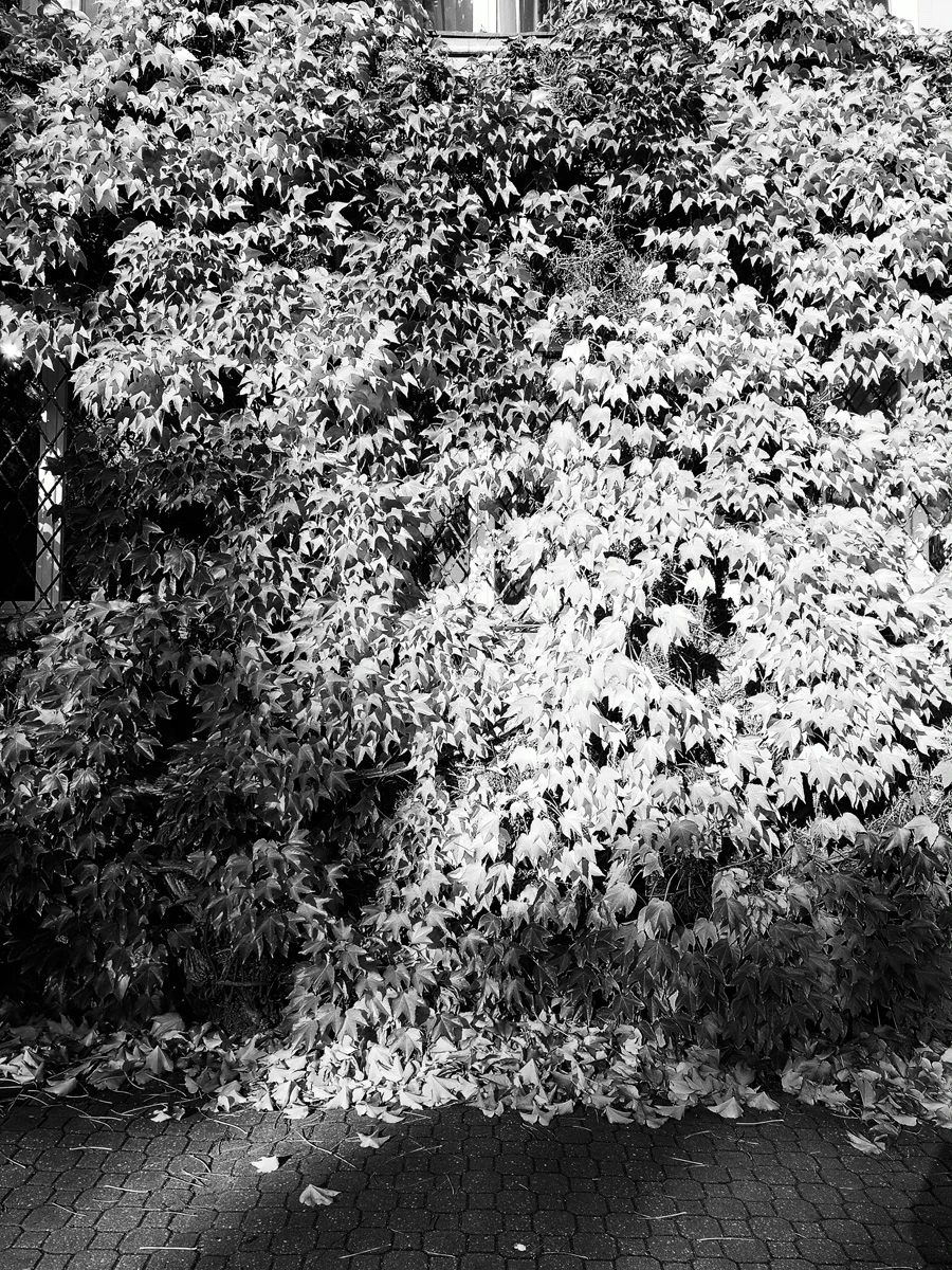 Zdjęcie wykonane za pomocą Realme GT 8 Pro