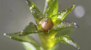 Mchy rozwijają się w najbardziej ekstremalnych środowiskach na Ziemi, od szczytów Himalajów po piaski Doliny Śmierci, od antarktycznej tundry po zbocza aktywnych wulkanów. Zaciekawieni odpornością mchów naukowcy wysłali sporofity mchów, struktury rozrodcze, które otaczają zarodniki, w najbardziej ekstremalne jak dotąd środowisko: kosmos.