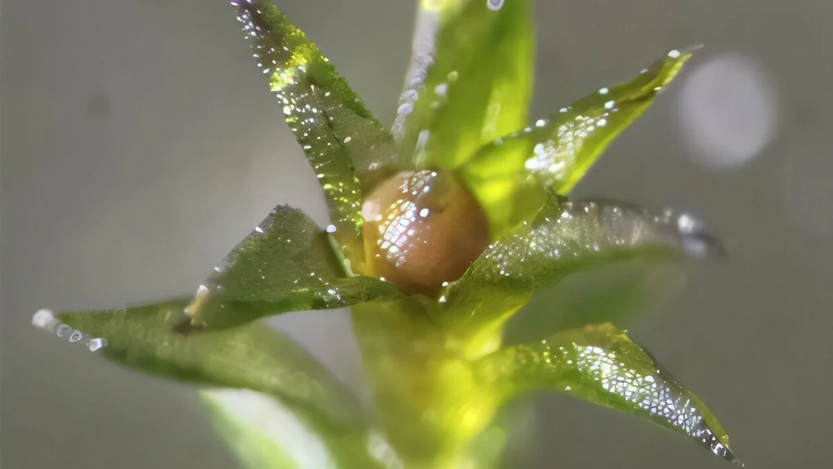 Mchy rozwijają się w najbardziej ekstremalnych środowiskach na Ziemi, od szczytów Himalajów po piaski Doliny Śmierci, od antarktycznej tundry po zbocza aktywnych wulkanów. Zaciekawieni odpornością mchów naukowcy wysłali sporofity mchów, struktury rozrodcze, które otaczają zarodniki, w najbardziej ekstremalne jak dotąd środowisko: kosmos.
