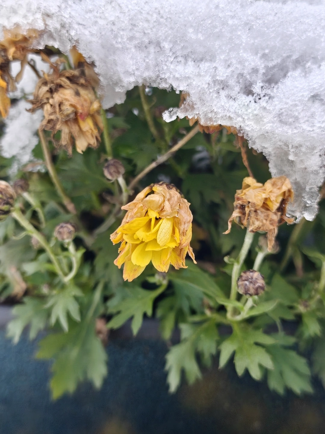 x1, zdjęcia w stylu makro