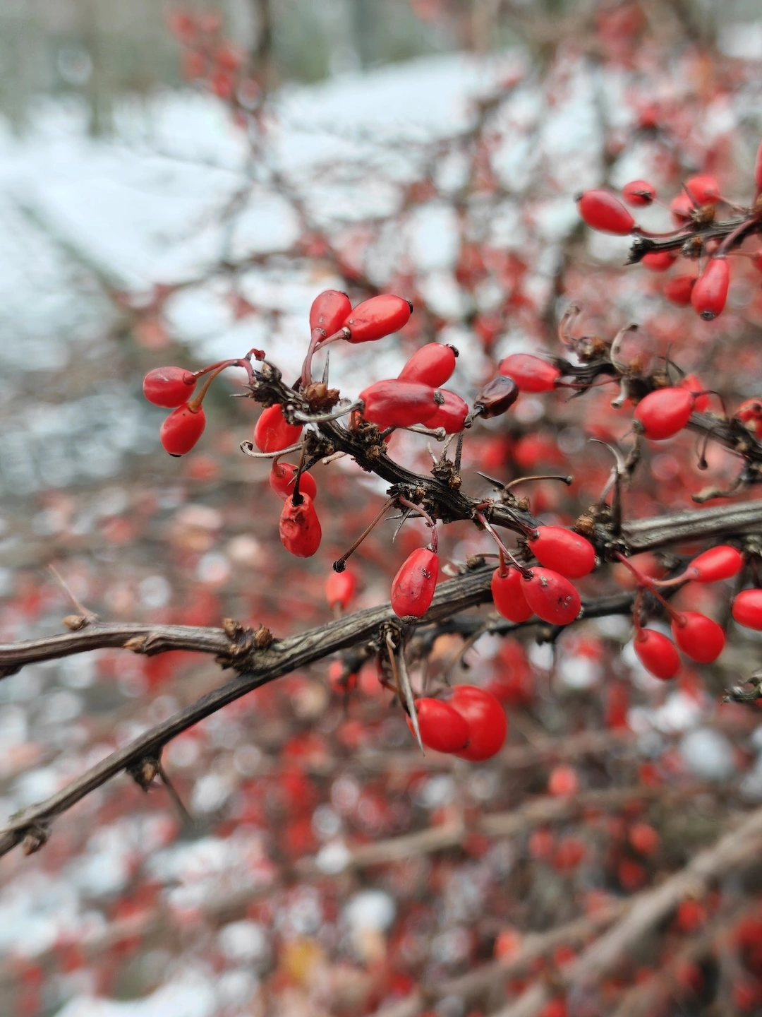 x1, zdjęcia w stylu makro