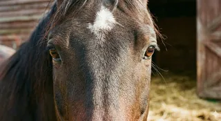 Miało być nowocześnie, ekologicznie i z poszanowaniem dobrostanu zwierząt, ale na wielkie zmiany w Tatrach przyjdzie nam jeszcze poczekać. Choć zapowiedzi brzmiały ambitnie, a luty przyniósł przełomowe porozumienie, dziś już wiemy, że od początku 2026 r. na drodze do Morskiego Oka nie zobaczymy floty elektrycznych busów zastępujących tradycyjne zaprzęgi konne.