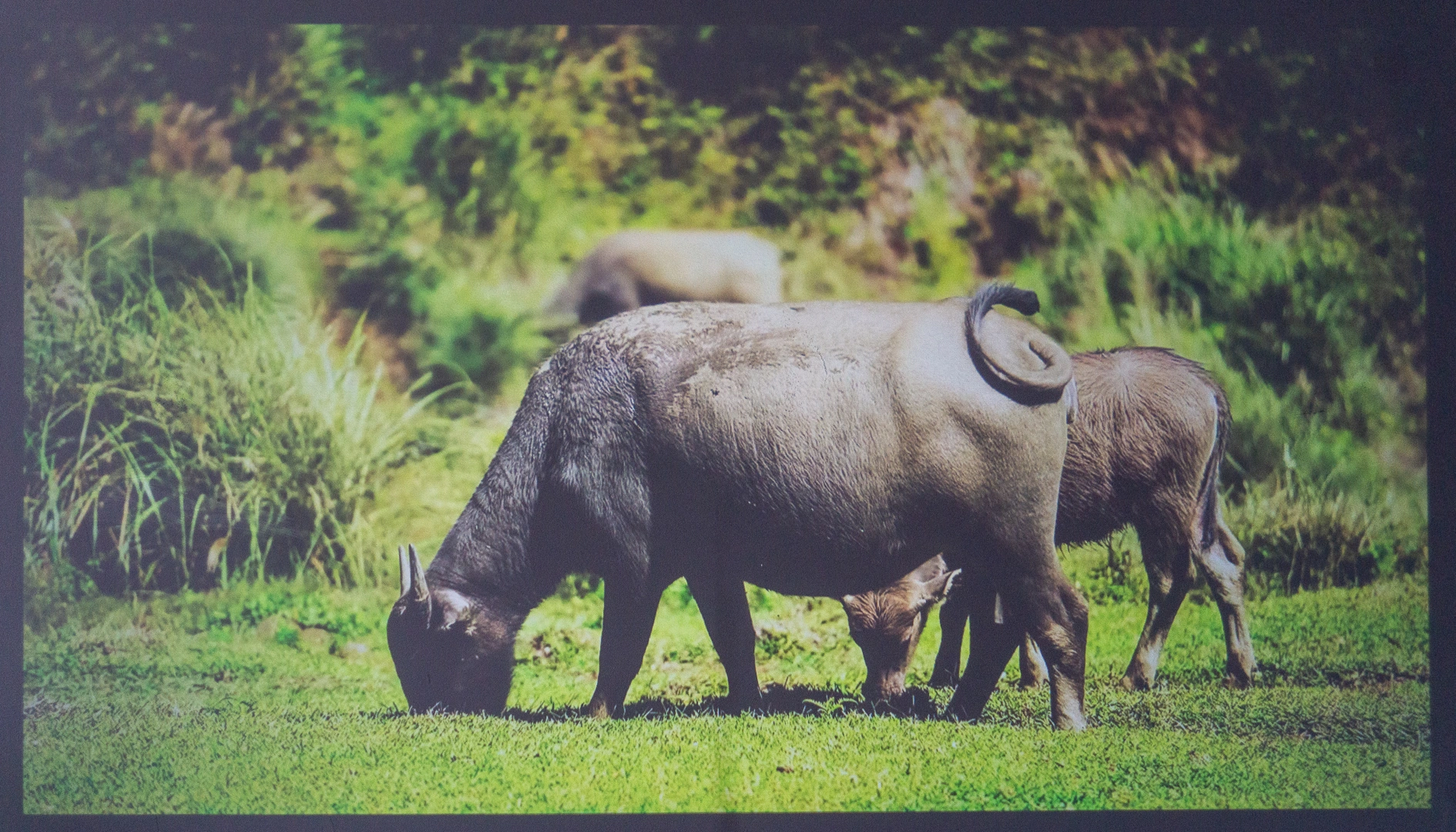 kadr za dnia, ściana