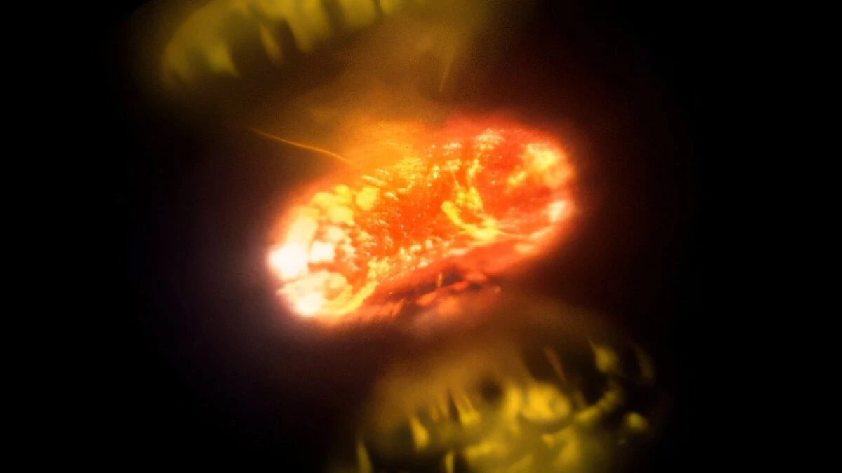 Gwiazdy eksplodują w czasie rzeczywistym. Mamy niezwykła zdjęcia