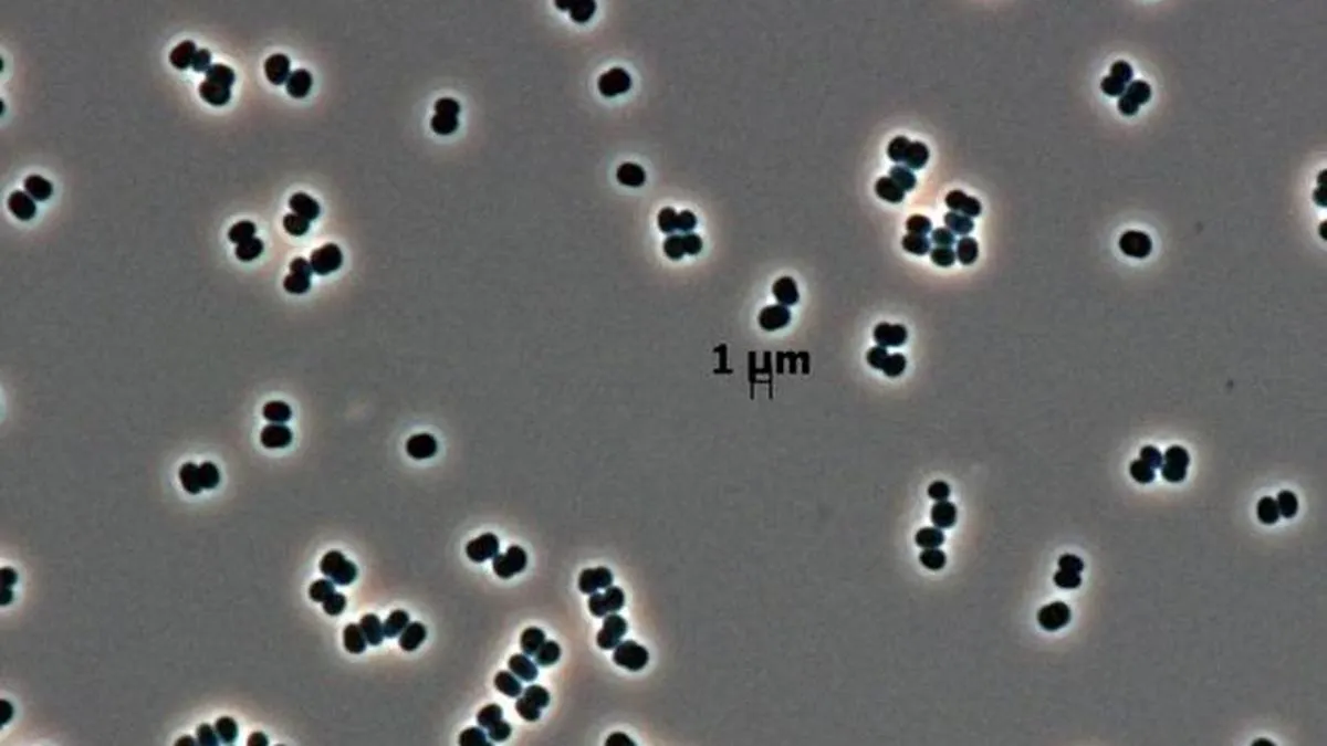 Zombie w laboratorium NASA. Bakterie, które przeraziły badaczy
