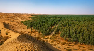 Chiny ekologia drzewa