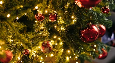 Skąd wziąć choinkę na święta? Miasto ma oryginalny pomysł