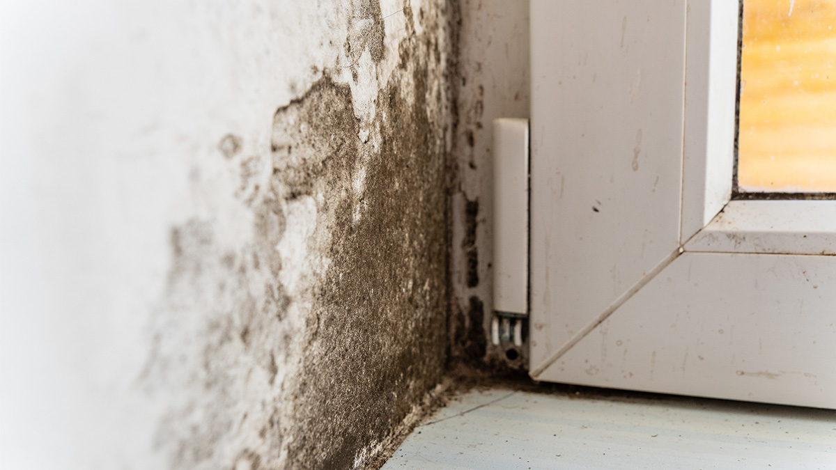 Stworzyli elektroniczny nos. Wykryje grzyba na ścianie, zanim go zauważysz