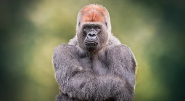 Ruszyła Goryla.pl. TV Republika ma własne Allegro i jest śmiesznie