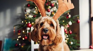 Orange święta 2025