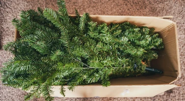 Telewizja prosi, by kupić sztuczną choinkę. "Dla dobra AI"