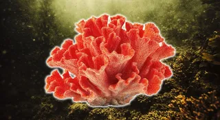 Kilka tygodni ciemności i po ekosystemie