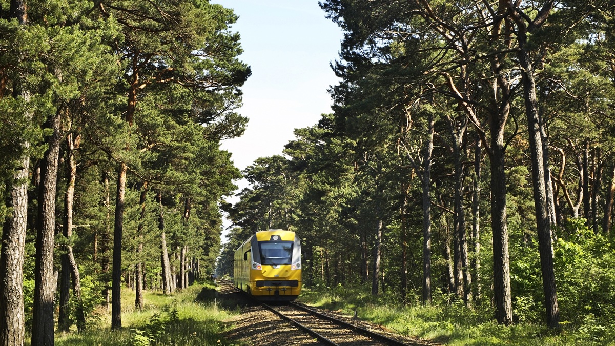 Będą wycinać hektary drzew przy torach kolejowych. „Nie możemy ryzykować”