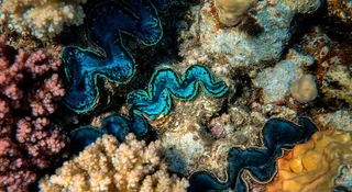 Chcieliśmy lepszego powietrza. Uderzyło w największą rafę świata