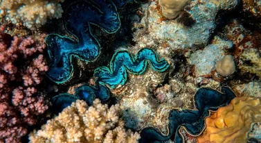 Czyste powietrze zabija rafę. Badacze łapią się za głowę