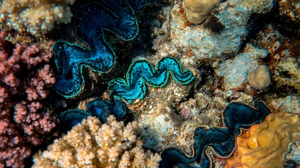 Czyste powietrze zabija rafę. Badacze łapią się za głowę